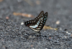 Graphium eurypylus