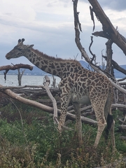 Giraffa camelopardalis tippelskirchi