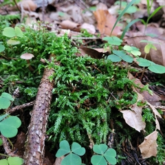 Brachythecium rutabulum