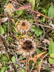 Carlina vulgaris