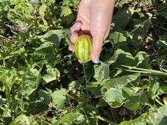 Cucumis melo agrestis