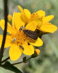 Acmaeodera cuprina