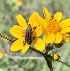 Acmaeodera cuprina