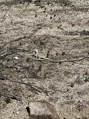 Dipsosaurus dorsalis