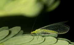 Chrysoperla comanche