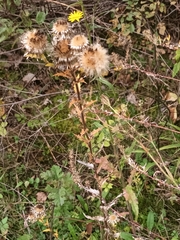 Carlina vulgaris