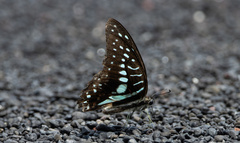 Graphium meyeri