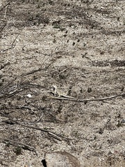 Dipsosaurus dorsalis