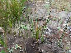 Juncus lesueurii