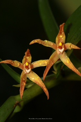 Maxillaria