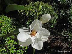 Magnolia maudiae
