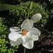 Magnolia maudiae - Photo (c) Phil Bendle, algunos derechos reservados (CC BY-NC), subido por Phil Bendle