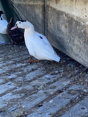 Anas platyrhynchos × Cairina moschata