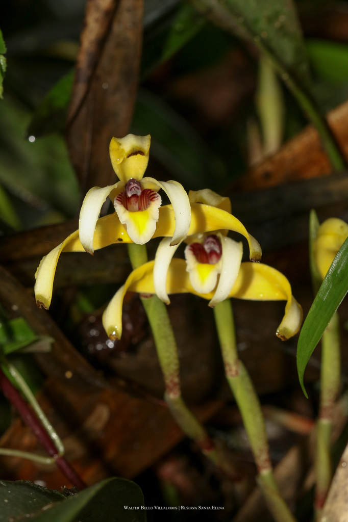 Maxillaria angustisegmenta