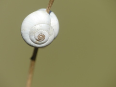 Xeropicta derbentina