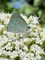 Erora quaderna quaderna