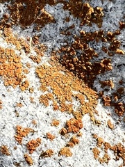 Xanthocarpia feracissima