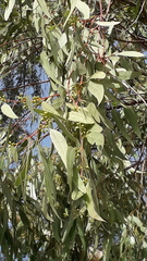 Eucalyptus camaldulensis