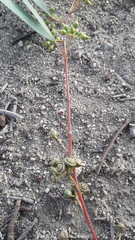 Eucalyptus camaldulensis