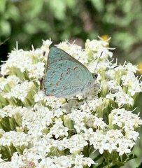 Erora quaderna quaderna