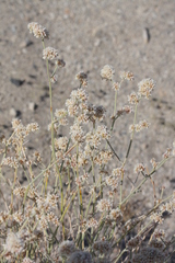 Eriogonum nummulare
