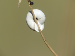 Xeropicta derbentina