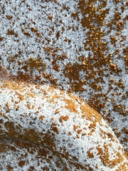 Xanthocarpia feracissima