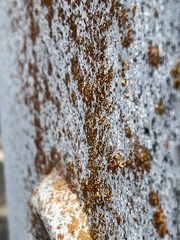 Xanthocarpia feracissima