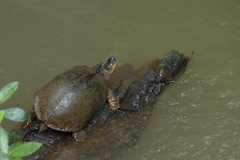 Rhinoclemmys funerea