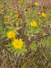 Heterotheca camporum