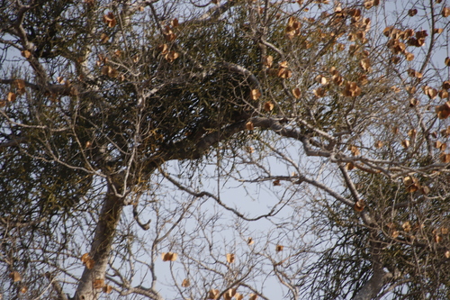 Image of Viscum combreticola by (c) Tony Rebelo, some rights reserved (CC BY-SA)