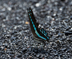 Graphium milon