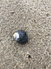 Austrocochlea porcata