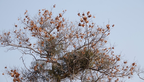 Image of Viscum combreticola by (c) Tony Rebelo, some rights reserved (CC BY-SA)