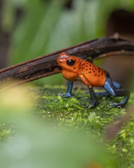 Oophaga pumilio