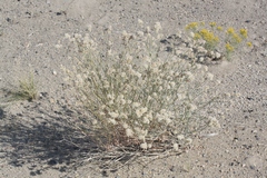 Eriogonum nummulare