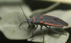 Melacoryphus lateralis