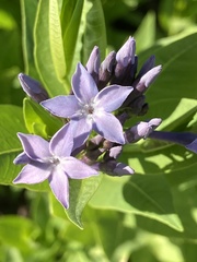 Amsonia