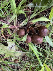 Chroogomphus vinicolor