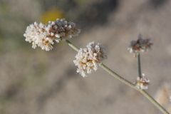 Eriogonum nummulare