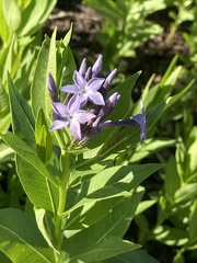 Amsonia