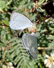 Celastrina echo gozora