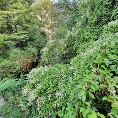 Fallopia baldschuanica