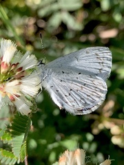 Celastrina echo gozora