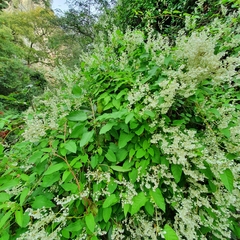Fallopia baldschuanica