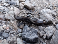 Triturus carnifex