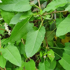 Fallopia baldschuanica
