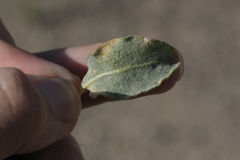 Eriogonum nummulare