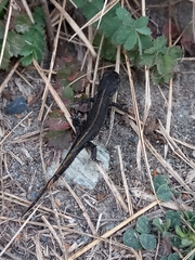 Triturus carnifex
