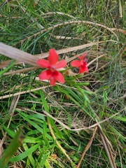 Freesia laxa